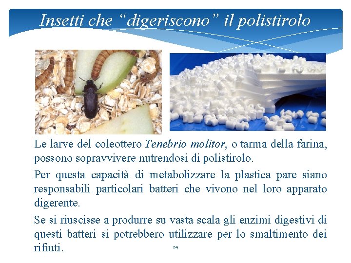 Insetti che “digeriscono” il polistirolo Le larve del coleottero Tenebrio molitor, o tarma della