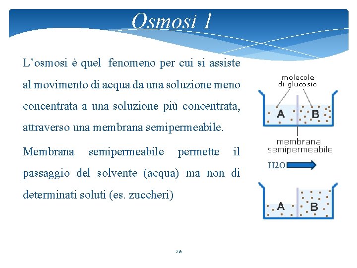 Osmosi 1 L’osmosi è quel fenomeno per cui si assiste al movimento di acqua