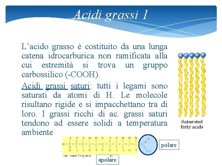 Acidi grassi 1 L’acido grasso è costituito da una lunga catena idrocarburica non ramificata