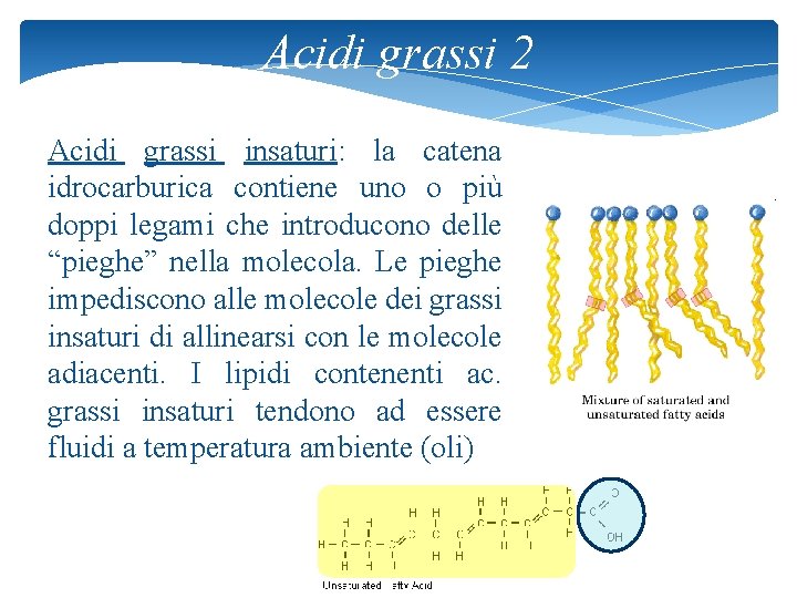 Acidi grassi 2 Acidi grassi insaturi: la catena idrocarburica contiene uno o più doppi