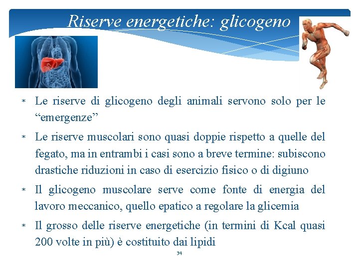 Riserve energetiche: glicogeno * Le riserve di glicogeno degli animali servono solo per le