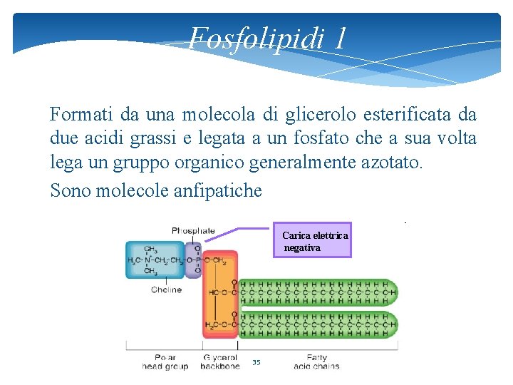 Fosfolipidi 1 Formati da una molecola di glicerolo esterificata da due acidi grassi e