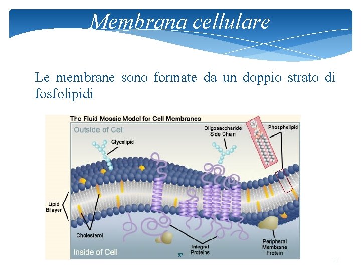 Membrana cellulare Le membrane sono formate da un doppio strato di fosfolipidi 37 37