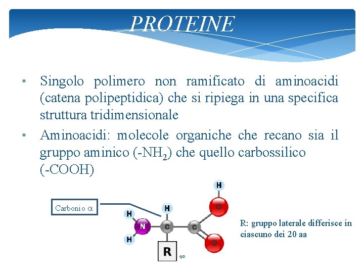 PROTEINE * * Singolo polimero non ramificato di aminoacidi (catena polipeptidica) che si ripiega