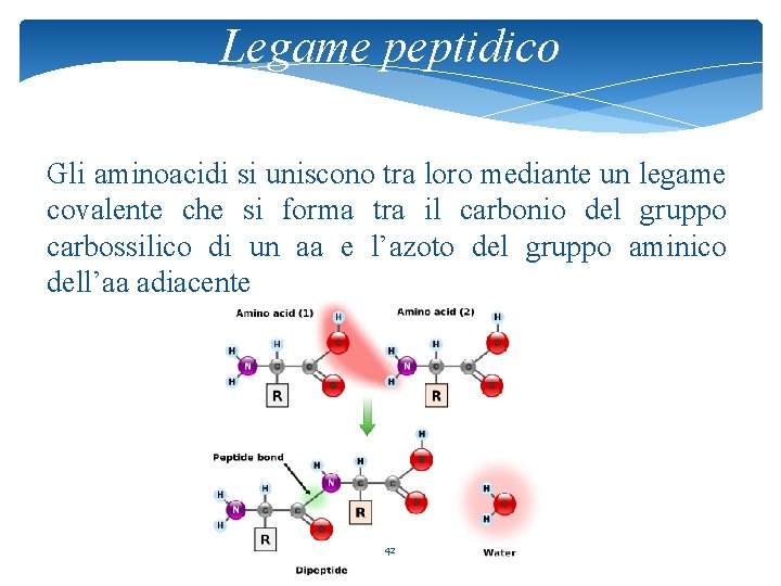 Legame peptidico Gli aminoacidi si uniscono tra loro mediante un legame covalente che si