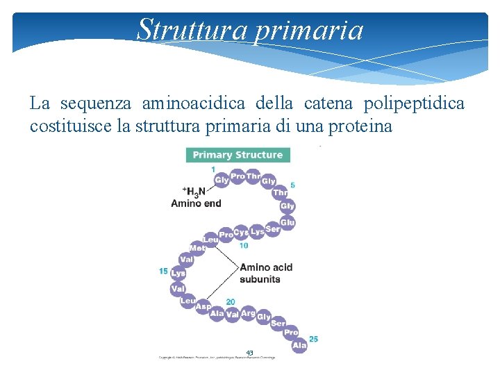 Struttura primaria La sequenza aminoacidica della catena polipeptidica costituisce la struttura primaria di una