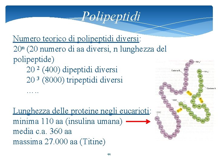 Polipeptidi Numero teorico di polipeptidi diversi: 20 n (20 numero di aa diversi, n