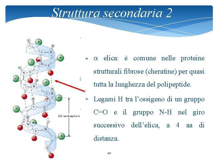 Struttura secondaria 2 * elica: è comune nelle proteine strutturali fibrose (cheratine) per quasi