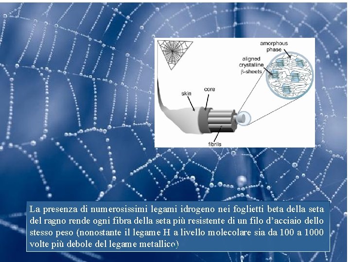 La presenza di numerosissimi legami idrogeno nei foglietti beta della seta del ragno rende
