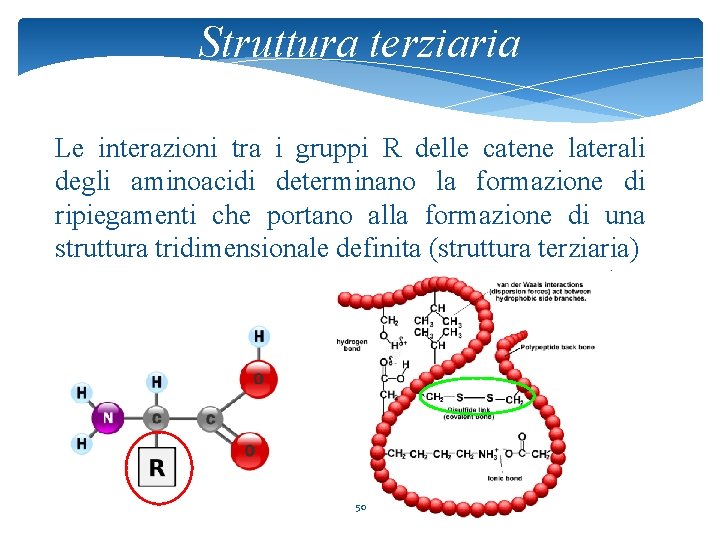 Struttura terziaria Le interazioni tra i gruppi R delle catene laterali degli aminoacidi determinano