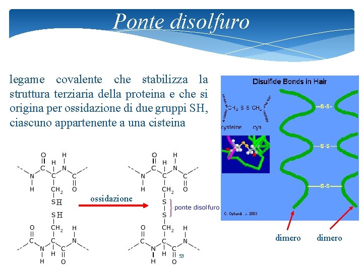 Ponte disolfuro legame covalente che stabilizza la struttura terziaria della proteina e che si