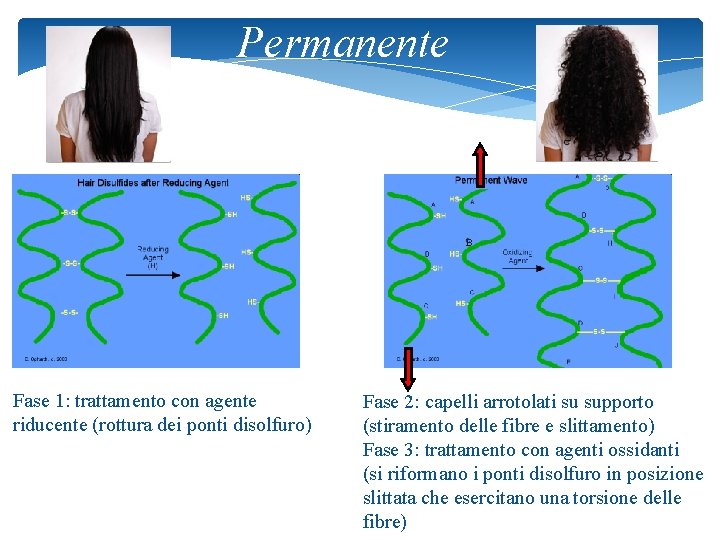 Permanente B Fase 1: trattamento con agente riducente (rottura dei ponti disolfuro) Fase 2: