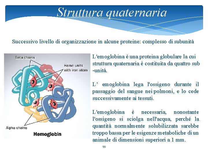Struttura quaternaria Successivo livello di organizzazione in alcune proteine: complesso di subunità proteine sono
