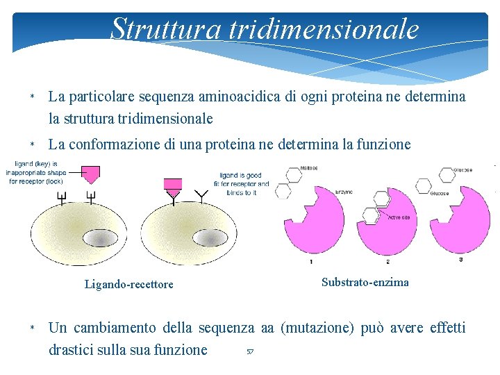 Struttura tridimensionale * La particolare sequenza aminoacidica di ogni proteina ne determina la struttura