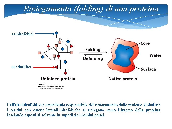 Ripiegamento (folding) di una proteina aa idrofobici aa idrofilici l’effetto idrofobico è considerato responsabile