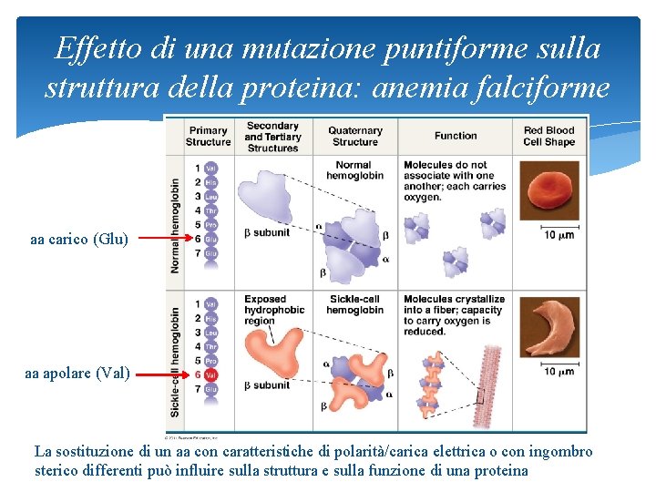 Effetto di una mutazione puntiforme sulla struttura della proteina: anemia falciforme aa carico (Glu)