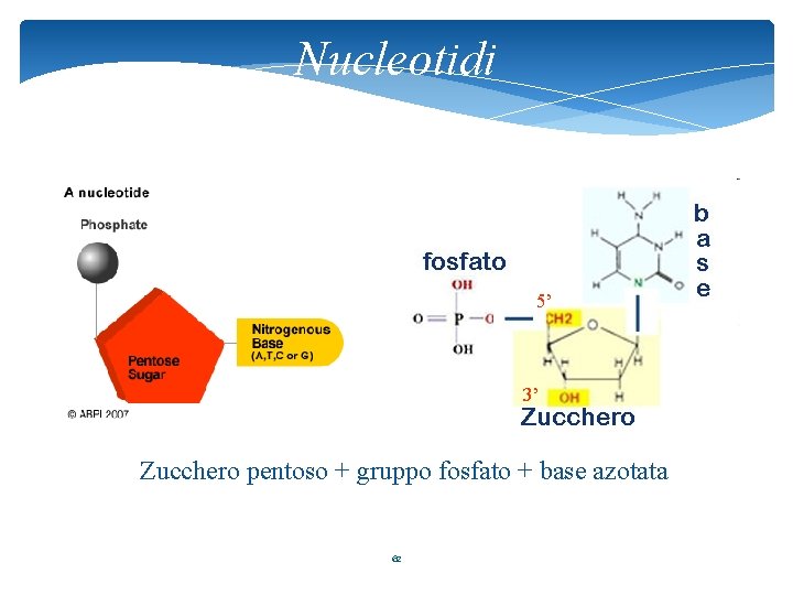 Nucleotidi 5’ 3’ Zucchero pentoso + gruppo fosfato + base azotata 62 