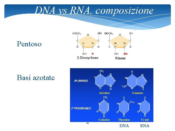 DNA vs RNA, composizione Pentoso Basi azotate 64 DNA RNA 