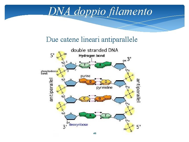 DNA doppio filamento Due catene lineari antiparallele 68 