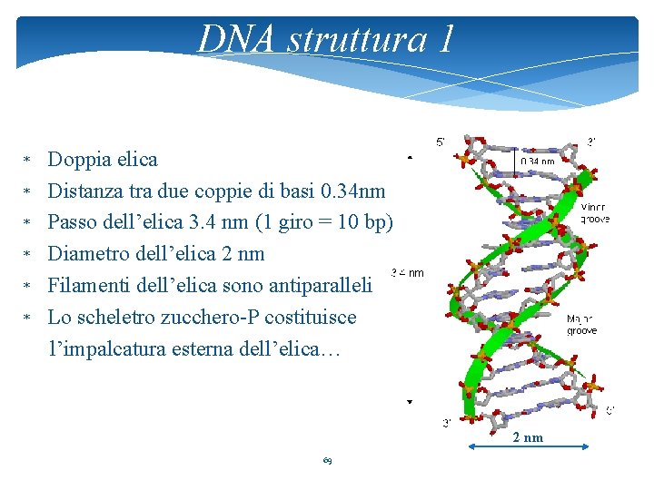 DNA struttura 1 Doppia elica * Distanza tra due coppie di basi 0. 34