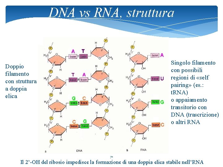 DNA vs RNA, struttura Singolo filamento con possibili regioni di «self pairing» (es. :