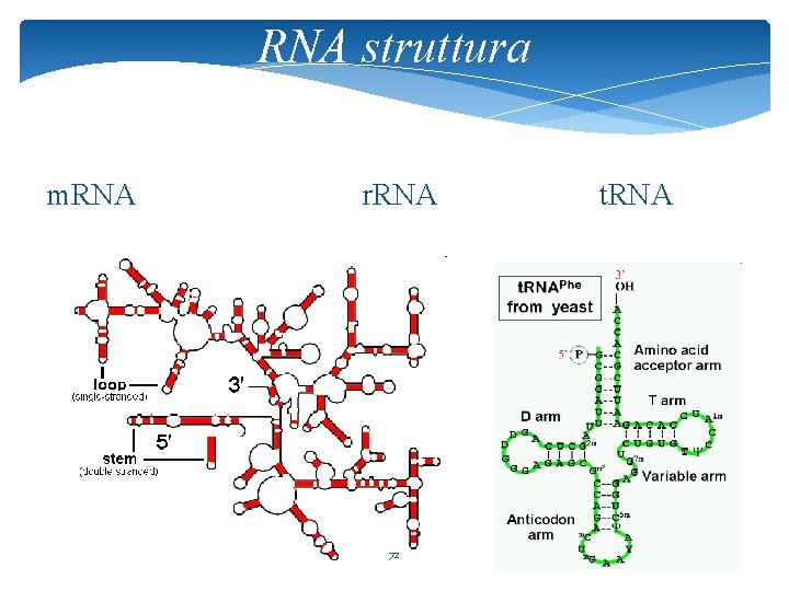 RNA struttura m. RNA r. RNA 72 t. RNA 