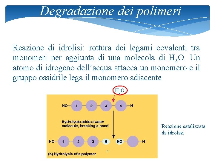 Degradazione dei polimeri Reazione di idrolisi: rottura dei legami covalenti tra monomeri per aggiunta