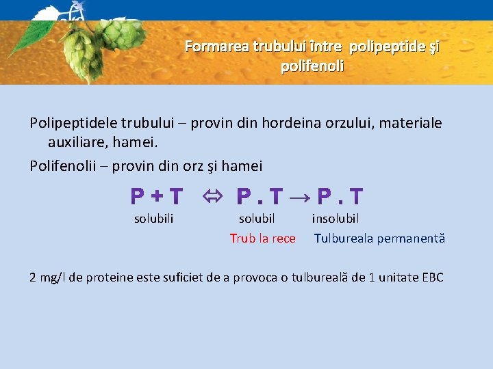 Formarea trubului între polipeptide şi polifenoli Polipeptidele trubului – provin din hordeina orzului, materiale