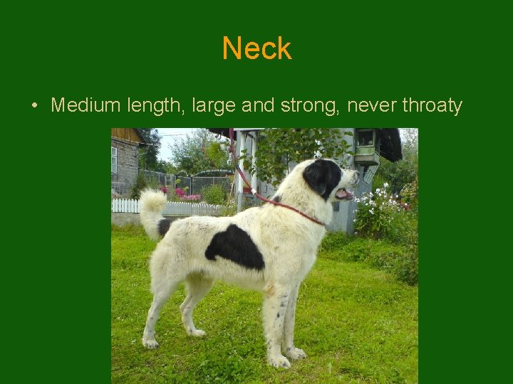 Neck • Medium length, large and strong, never throaty 