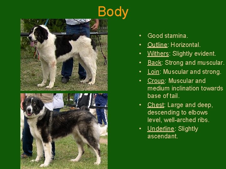 Body • • • Good stamina. Outline: Horizontal. Withers: Slightly evident. Back: Strong and