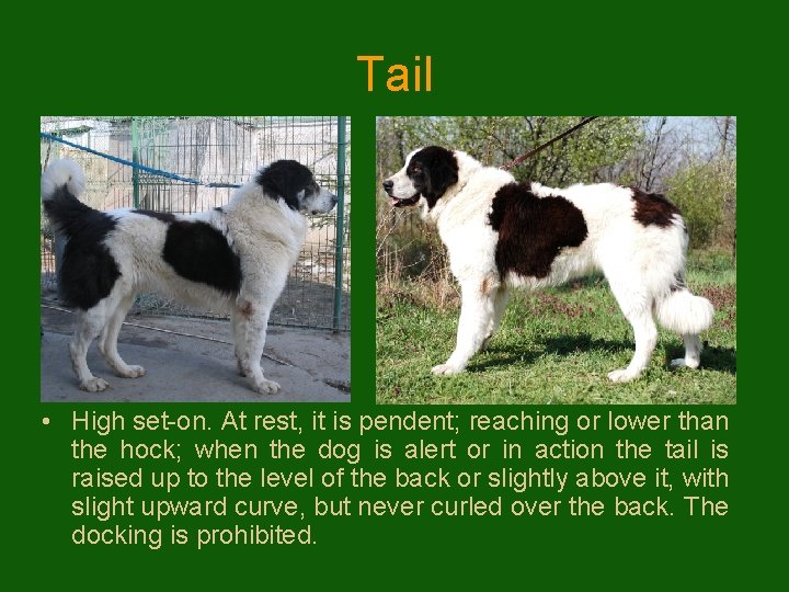 Tail • High set-on. At rest, it is pendent; reaching or lower than the