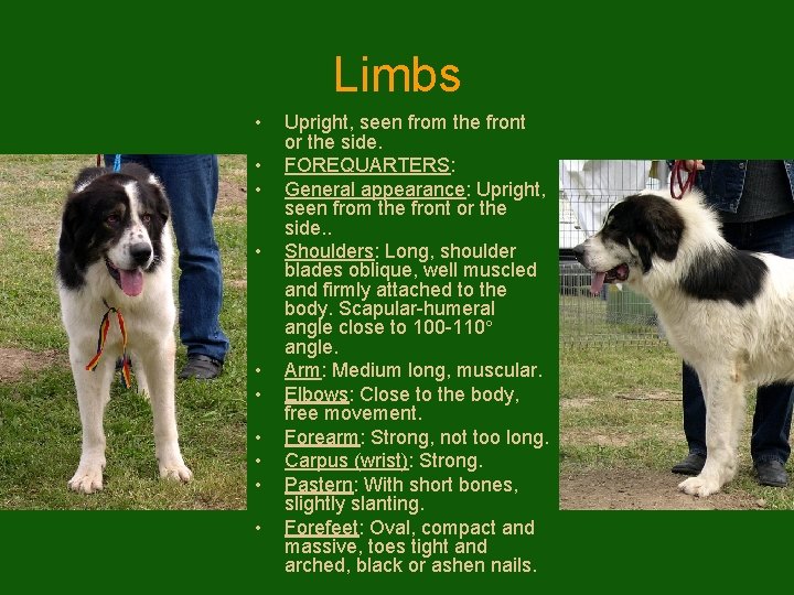 Limbs • • • Upright, seen from the front or the side. FOREQUARTERS: General