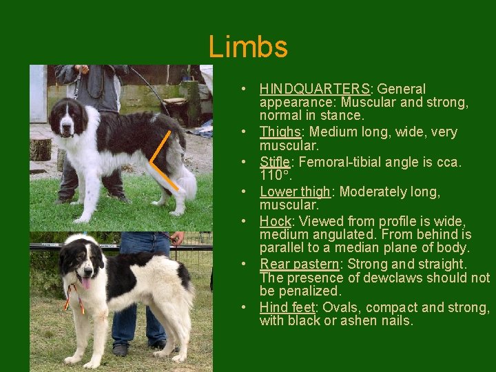 Limbs • HINDQUARTERS: General appearance: Muscular and strong, normal in stance. • Thighs: Medium