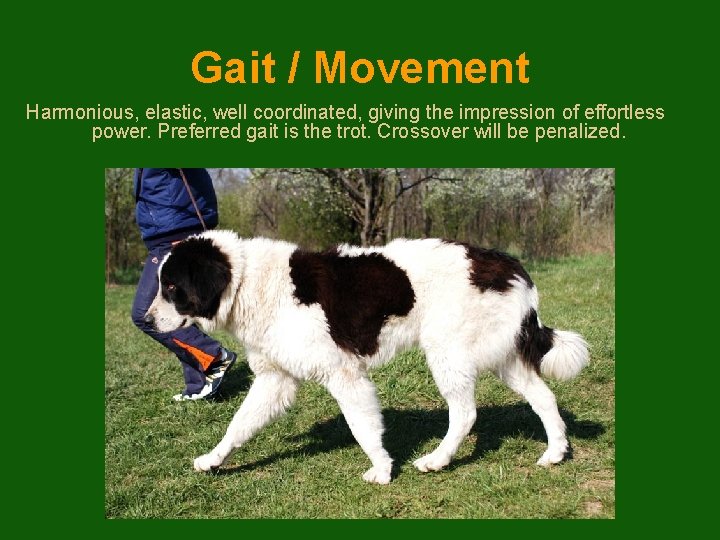 Gait / Movement Harmonious, elastic, well coordinated, giving the impression of effortless power. Preferred