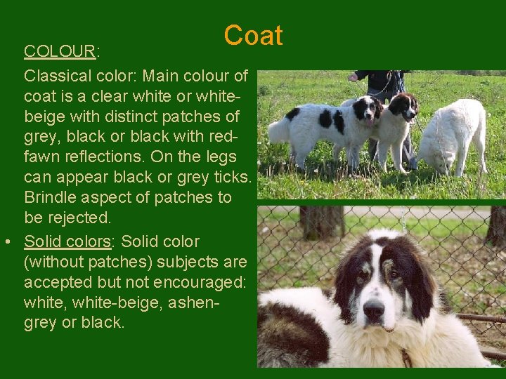 Coat COLOUR: Classical color: Main colour of coat is a clear white or whitebeige