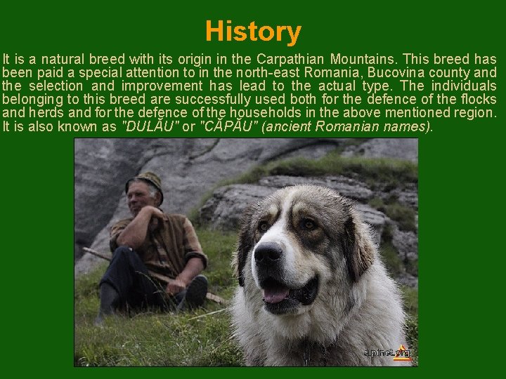 History It is a natural breed with its origin in the Carpathian Mountains. This