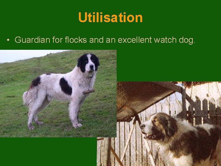 Utilisation • Guardian for flocks and an excellent watch dog. 