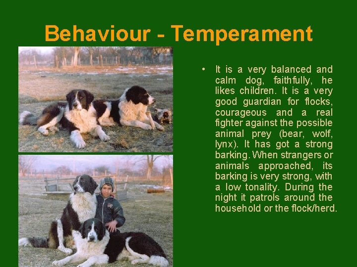 Behaviour - Temperament • It is a very balanced and calm dog, faithfully, he