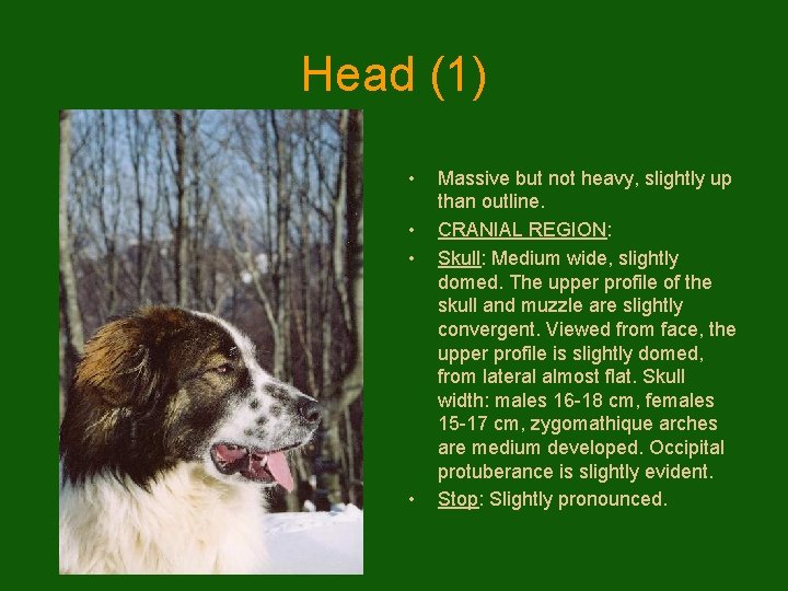 Head (1) • • Massive but not heavy, slightly up than outline. CRANIAL REGION: