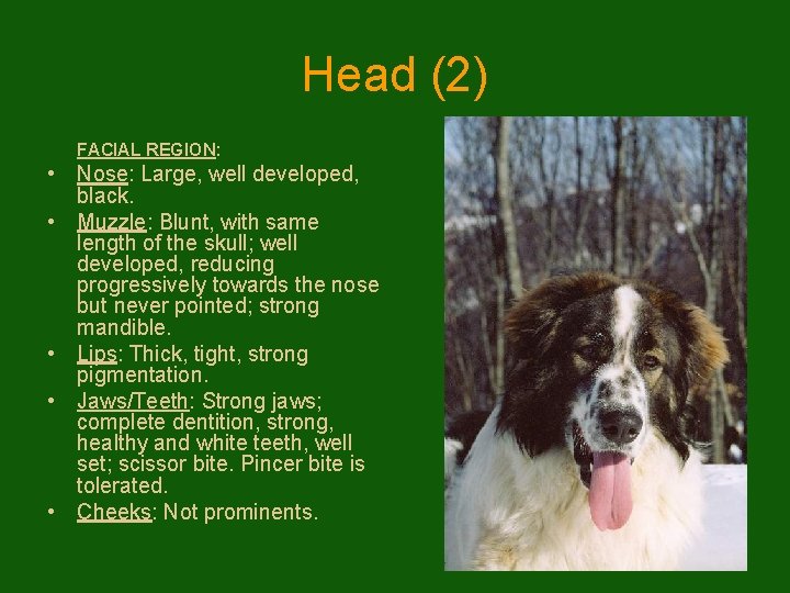 Head (2) FACIAL REGION: • Nose: Large, well developed, black. • Muzzle: Blunt, with
