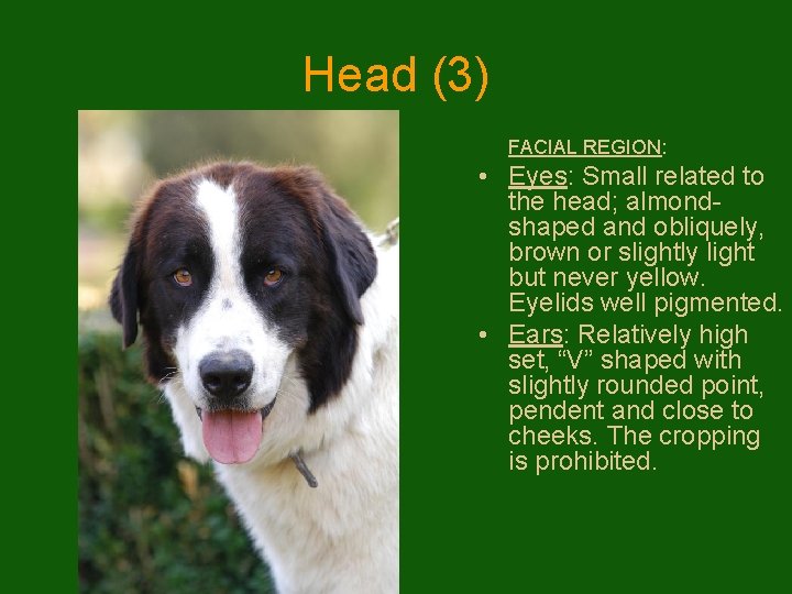 Head (3) FACIAL REGION: • Eyes: Small related to the head; almondshaped and obliquely,