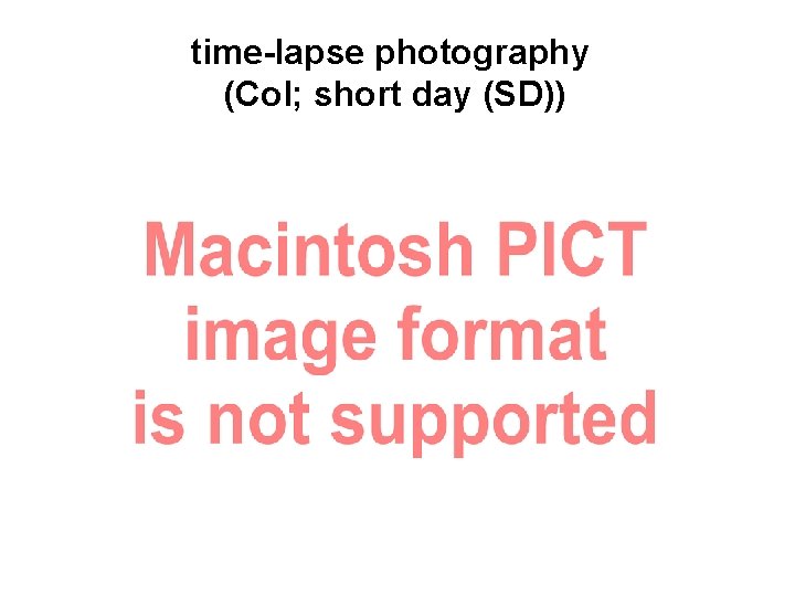 time-lapse photography (Col; short day (SD)) 