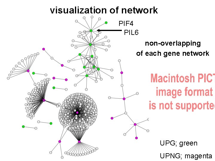 visualization of network PIF 4 PIL 6 non-overlapping of each gene network UPG; green