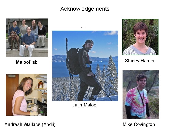 Acknowledgements Stacey Hamer Maloof lab Julin Maloof Andreah Wallace (Andii) Mike Covington 