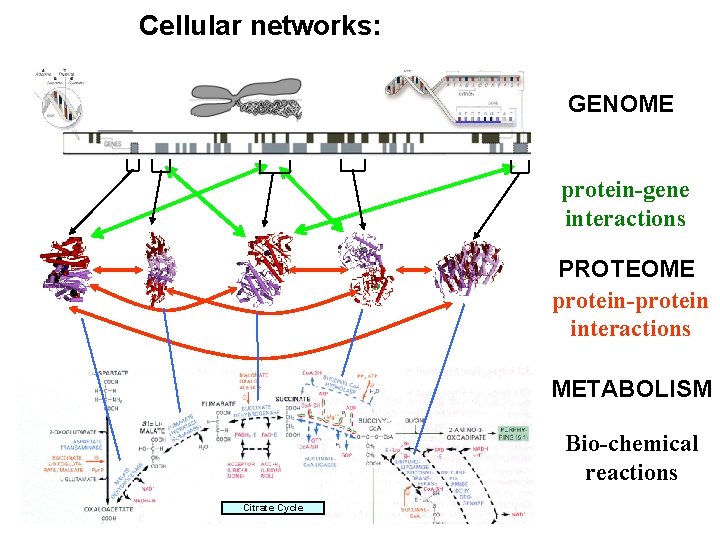 Cellular networks: GENOME protein-gene interactions PROTEOME protein-protein interactions METABOLISM Bio-chemical reactions Citrate Cycle 