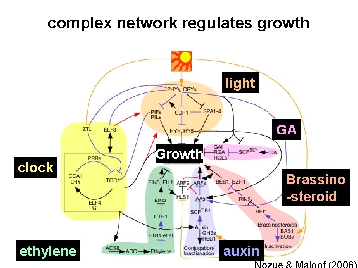 complex network regulates growth light GA clock ethylene Growth Brassino -steroid auxin 