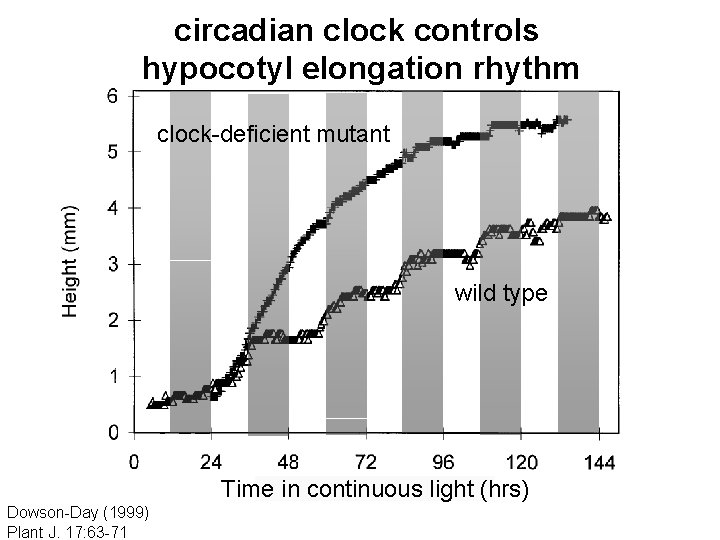 circadian clock controls hypocotyl elongation rhythm clock-deficient mutant wild type Time in continuous light