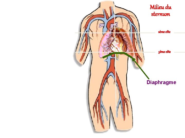 Milieu du sternum 2ème côte 5ème côte Diaphragme 