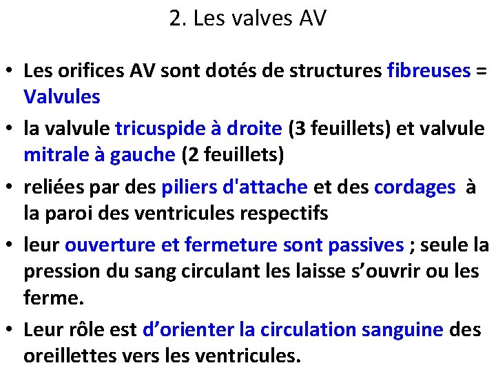 2. Les valves AV • Les orifices AV sont dotés de structures fibreuses =