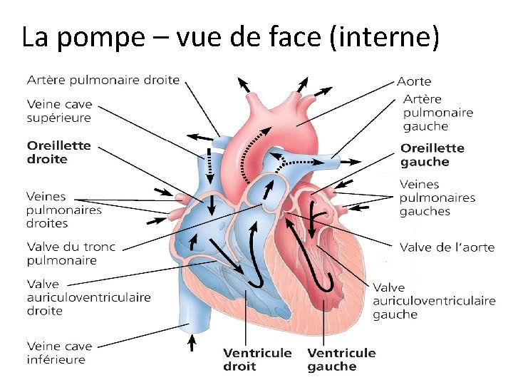 La pompe – vue de face (interne) 39 